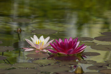 Selective focus shot of beautiful water lilie © Gerhard Payer/Wirestock