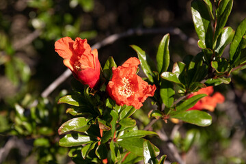 Pomegranate flowers in late afternoon sunshine