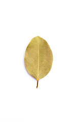 Dry daphne leaf on white background
