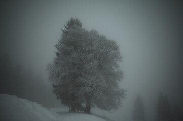 Winterbaum im Nebel