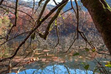 Sevenlakes National Park in Autumn Bolu Turkey. Yedigoller milli parkı