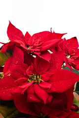 Poinsettia Christmas star potted plant close up macro shot isolated on white