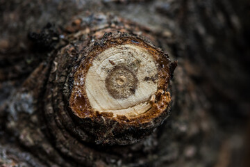 Pine tree bark texture - 400038134
