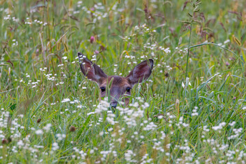 White-tailed deer (Odocoileus virginianus) fawn hiding behind grass and wild flowers during summer in Wisconsin. Selective focus, background blur and foreground blur 
