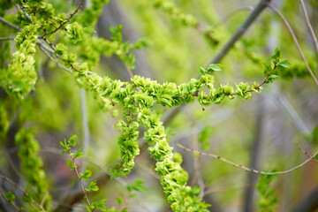 Ulmus glabra, the wych elm, Scotch elm or Scots elm. Green fresh branch with swollen buds (samarae)