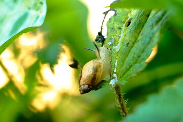 snail on nettle