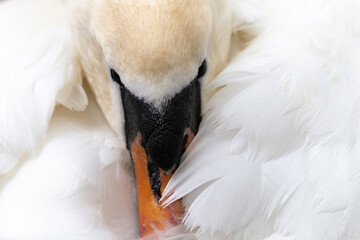 Close up of white mute swan with bill nestled in wing feathers.