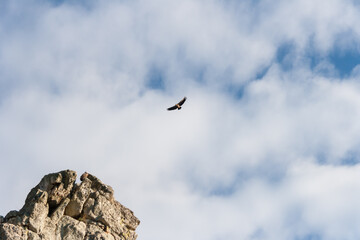 A vulture flying over the National Park of Monfrague, Caceres, Spain.