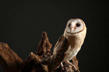 Beautiful common barn owl on tree against black background