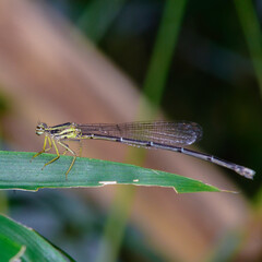 dragonfly on a leaf