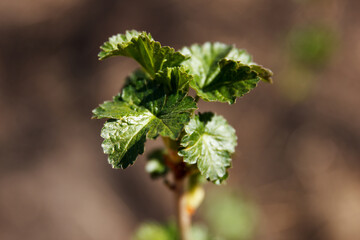 A twig from the currant bush dissolved the leaves in early spring