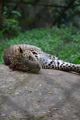 Fototapeta na wymiar Jaguar, animal, puli, cheetah 