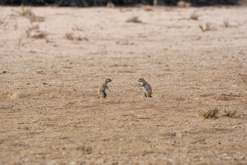 Ground squirrels in a good talk, Kgalagadi TFP, South Africa