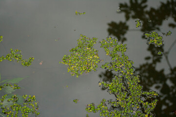 water pond and lake duckweed, algae, water grass nature background pattern reflection