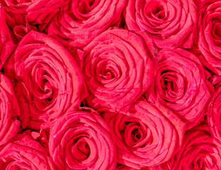 Fototapeta na wymiar colorful red rose flowers top view closeup, natural pattern background