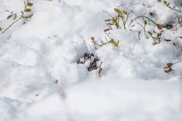 Brown Squirrel hiding in snow pile