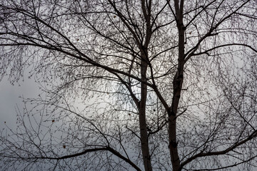 Silhouette of a birch tree backlit. Betula pubescens, alba.