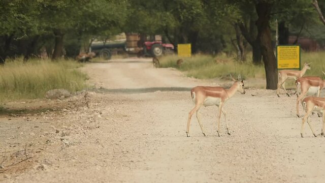 Wide shot of blackbuck or antilope cervicapra or indian antelope in herd or group crossing forest track at tal chhapar sanctuary rajasthan india