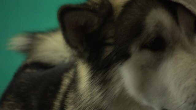 dog in santa claus hat on a green screen. Malamute in New Year's suit, chroma key. Christmas and pets