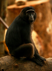 The Celebes crested macaque sitting on a log. Also known as Sulawesi Macaque, Crested Black Macaque, Sulawesi Crested Macaque, or the Black Ape. Their natural habitat is in Sulawesi Island, Indonesia