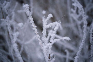The branches of the trees in the white hoarfrost in winter closeup on a blurred background snowy forest. Natural winter background.