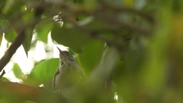 close up shot of common tailorbird or Orthotomus sutorius a small shy bird in natual green background at keoladeo national park or bharatpur bird sanctuary rajasthan india