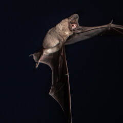 Mexican Free Tailed Bat