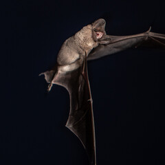 Fototapeta premium Mexican Free Tailed Bat