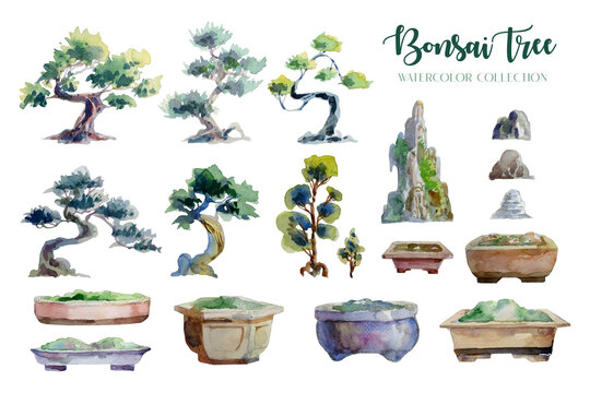 Bonsai Tree and pot watercolor painting isolated collection.