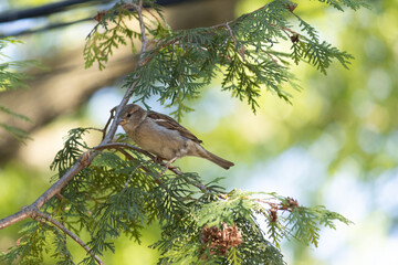 single female sparrow in tree - 400044589