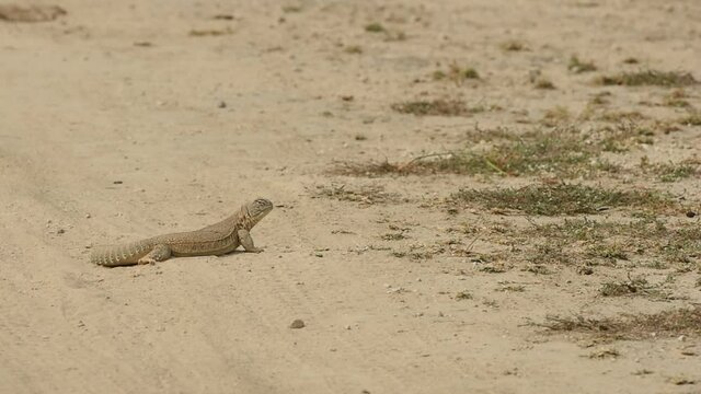 wide shot of Spiny tailed lizards or Uromastyx in tal chhapar sanctuary rajasthan india