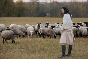 Girl and sheep in the field.