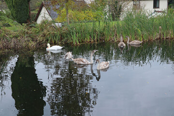 Naklejka na ściany i meble A family of swans and cygnets on the Grand Western Canal at Sampford Peverell in Devon.