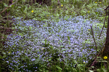 Fototapeta premium many small blue Myosotis flowers grow together side by side in the forest