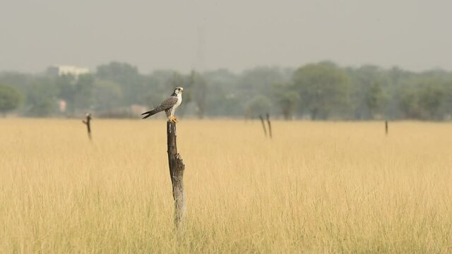 Wide shot of Laggar or lugger falcon or Falco jugger perched with an eye contact on winter morning drive at at tal chhapar blackbuck sanctuary churu rajasthan india