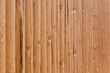 Obraz premium smooth background of many light brown round wooden boards. wood texture