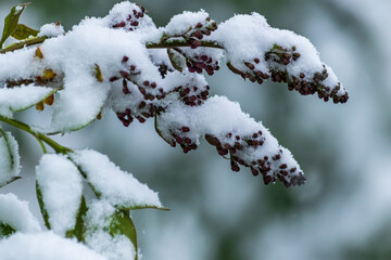 Natural anomaly. Snowy lilac flowers and leaves