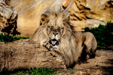 African lion portrait in african safari