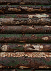 Tree trunks in a lumberyard