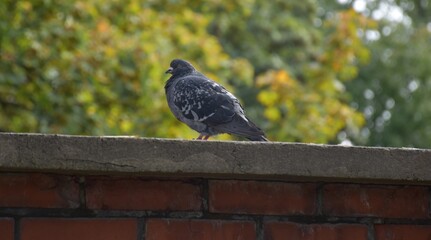 pigeon on a wall