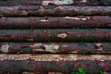 Tree trunks in a lumberyard
