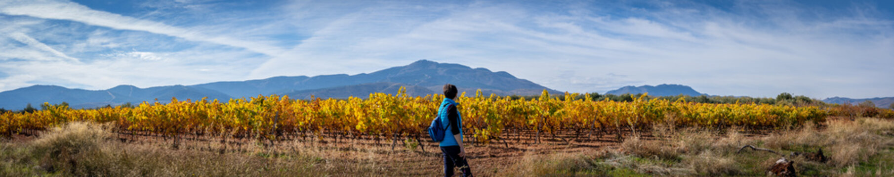 panoramic view of vineyards and women with blue sportswear and backpack walking and enjoying the vineyards in autumn.