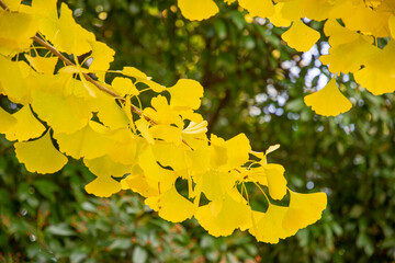 Closeup of Ginkgo leaves in their full autumn splendor, in the Mt Pleasant  neighborhood of Washington, DC.