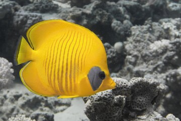 Fototapeta na wymiar Masked butterfly fish in illuminating yellow color on the grey background. Optimistic hue of yellow and ultimate grey are color