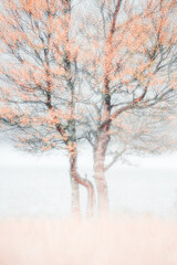 Obraz na płótnie Canvas Abstract birch tree with autumn colors