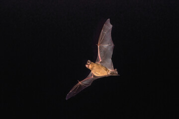Mexican Free Tailed Bat.