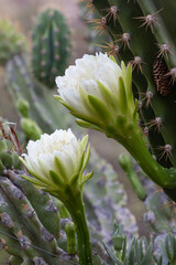 White flowers on cactus.