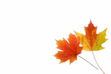 multicolor fallen dried autumn leaves on white background with text copy space
