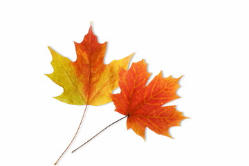 multicolor fallen dried autumn leaves on white background with text copy space