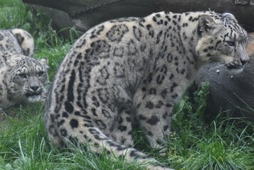 snow leopards